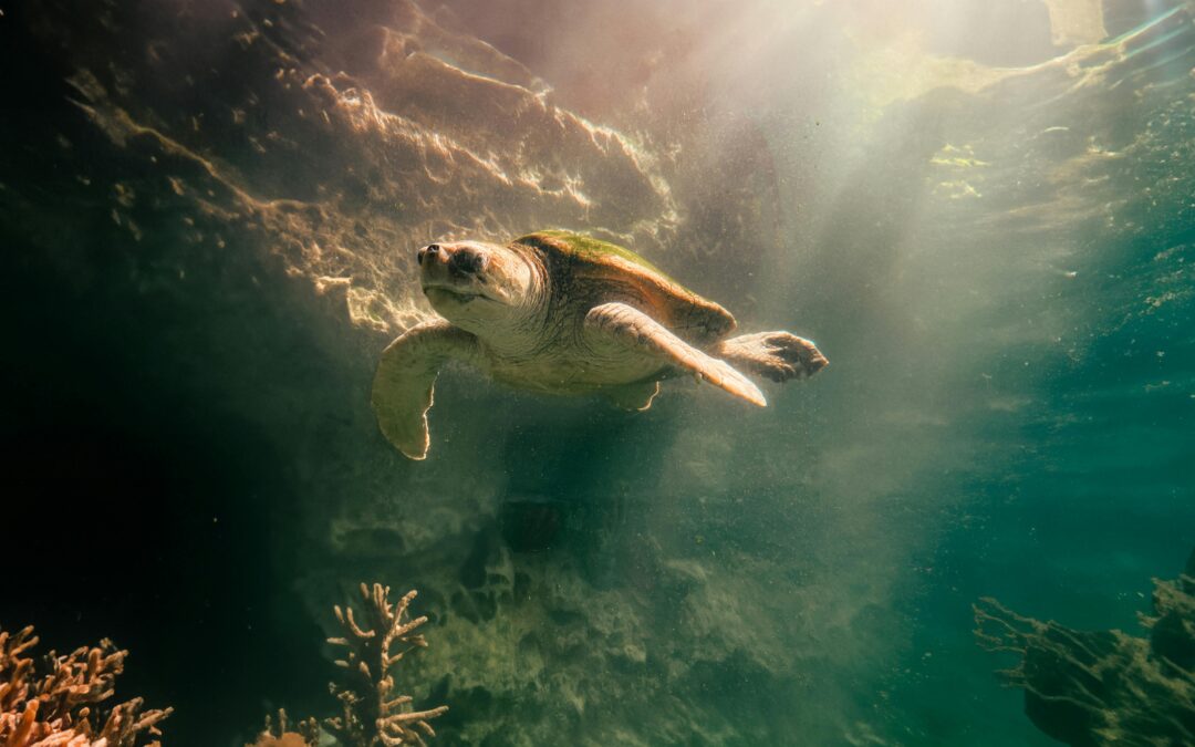 Movimento Slow CACD: o que é e por que adotá-lo é bom para a sua saúde