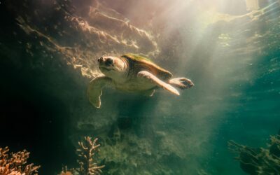 Movimento Slow CACD: o que é e por que adotá-lo é bom para a sua saúde